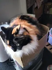 レコっち。の画像