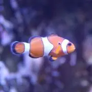 chiro♩の画像