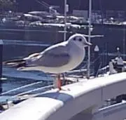 りなの画像