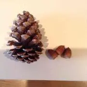 ムックくんの画像