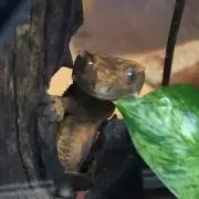 ちったん