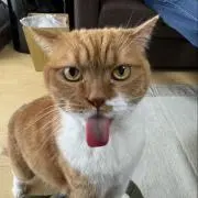 蒙古夕ソメソ