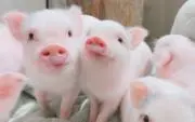 LuLuの画像