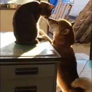 kotasanukiの画像