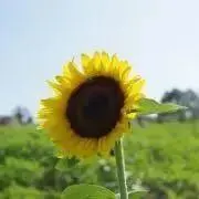 たくみの画像