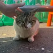 あずさの画像