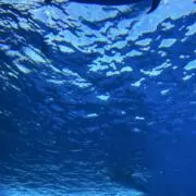 まの画像