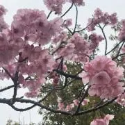 Hin【プロフ必読】の画像