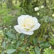 アド