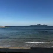 リリーの画像