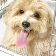 ぽんずの画像
