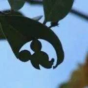 まるの画像