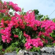 TXT pplubatu プルバトゥ ファンチュンcu コラボキーリングセット