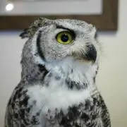 Yukiの画像