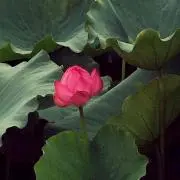 lotusflower.の画像