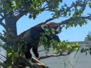 ライトの画像