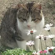 なたねの画像