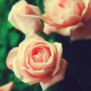 strawberry007
