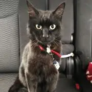 ひろやす