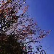 sの画像