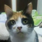 まき