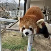 Image of ゆー
