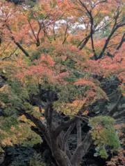 大亜の画像