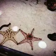 Rin＊の画像