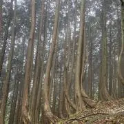 フォロワー割あり⭐︎希望価格はコメントへの画像