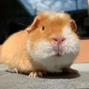 Image of だんぬ