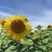 でこ※まとめ買い大歓迎です※の画像