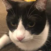 やきにくの画像