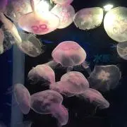 HIROの画像