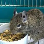 ひでっち