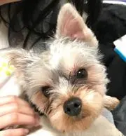 葵の上の画像