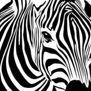 Sea_Zebra