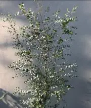 たか
