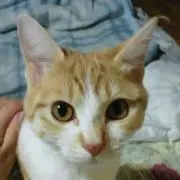 まのおじさんプロフ必須