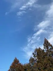 みじゅまるの画像