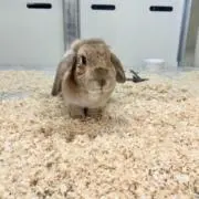 maccha