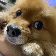 ちゃんみやの画像