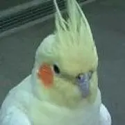 メリリーユーの画像