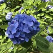 あやこ