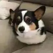 コッペの画像