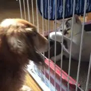 タロー