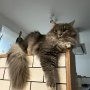 skimkの画像