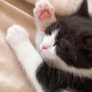 ニャーの画像