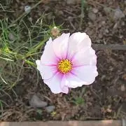 すーの画像