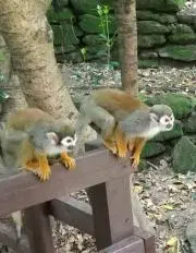 もっくんママ