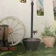 オリーブの画像